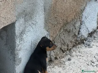 Raza Mixta perros Cachorritos mestizos de pinscher - Anuncio 26