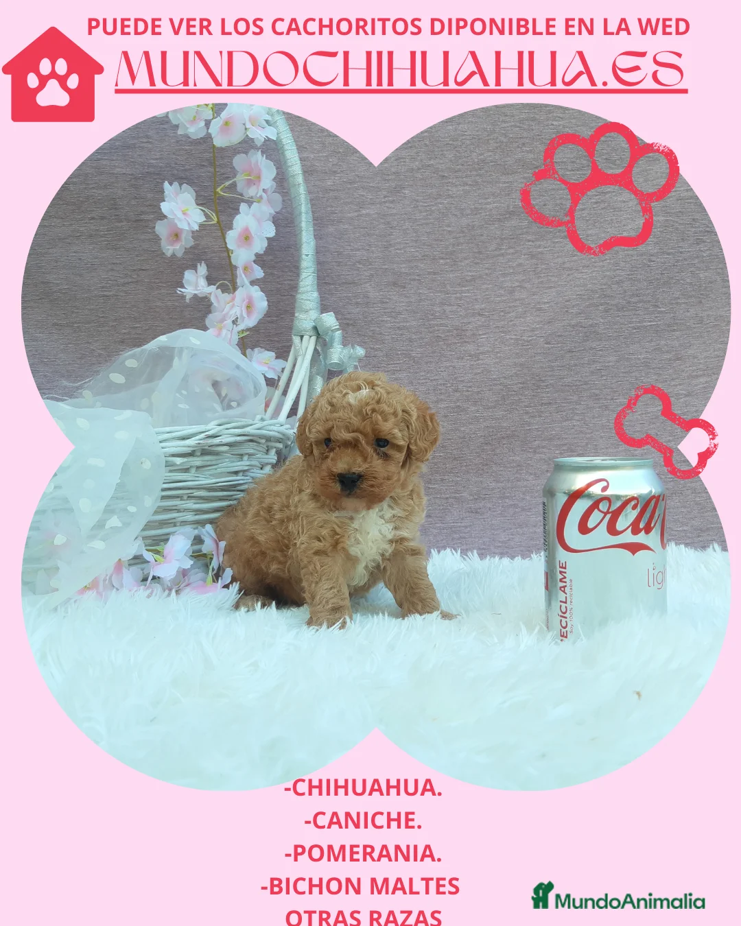 Maltipoo perros en venta: PRECIOSOS MALTIPOO TOY  - Anuncio 4