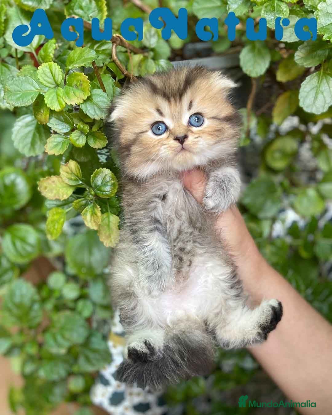 Scottish Fold gatos Scottish Fold Longhair Macho AQUANATURA - Anuncio 1