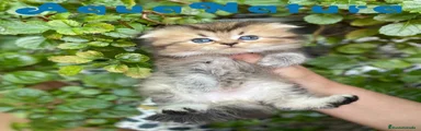 Scottish Fold