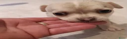 Chihuahua perros en venta: Chihuahua hembra 🐾🐶🩷 - Anuncio 1