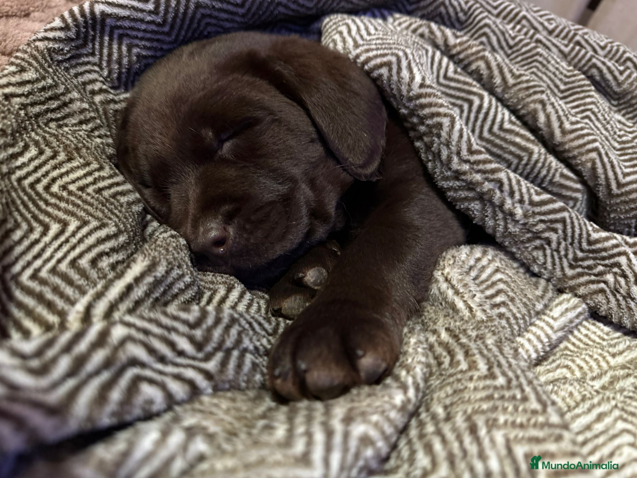 Labrador Retriever perros LABRADORES CHOCOLATES - Anuncio 1