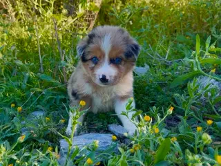 Border Collie perros Border collie - Anuncio 1