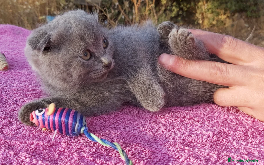 Británico de Pelo Corto gatos en venta: Gatita azul scottish fold preciosa - Imagen 2