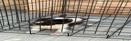Border Collie perros en venta: Cachorro Border collie ojos azules  - Anuncio 4
