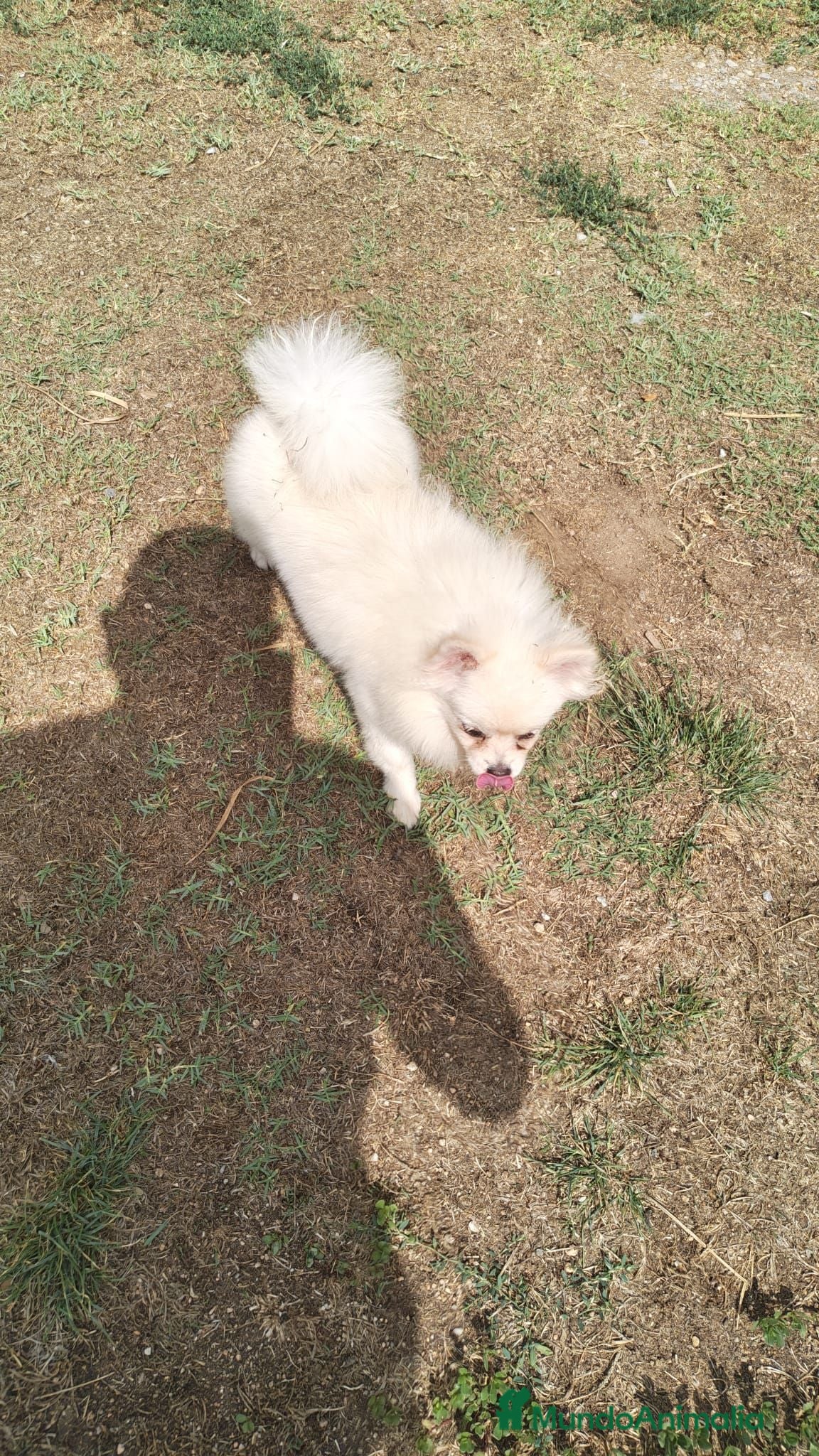 Pomerania perros Pomerañia toy - Anuncio 2