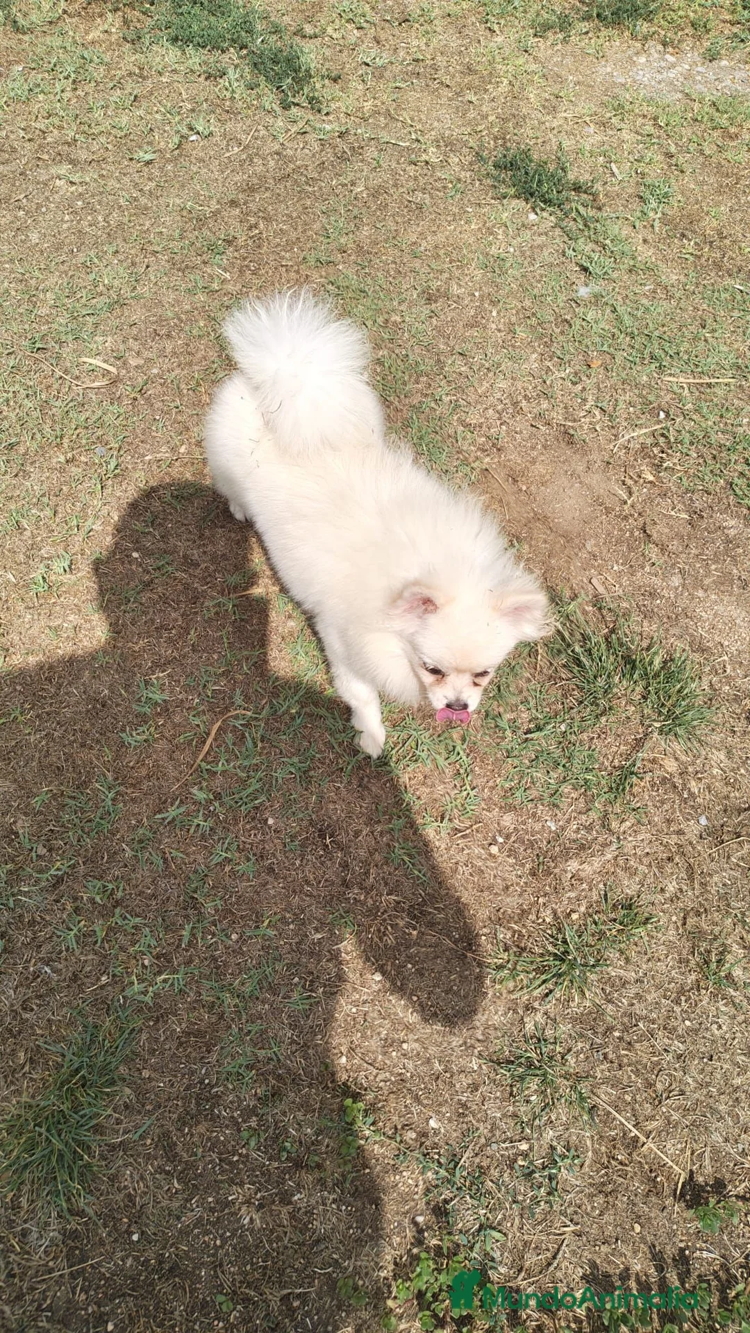 Pomerania perros en venta: Pomerañia toy - Anuncio 2