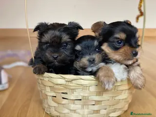 Yorkshire Terrier perros YORKSHIRE MADRID ////// - Anuncio 27