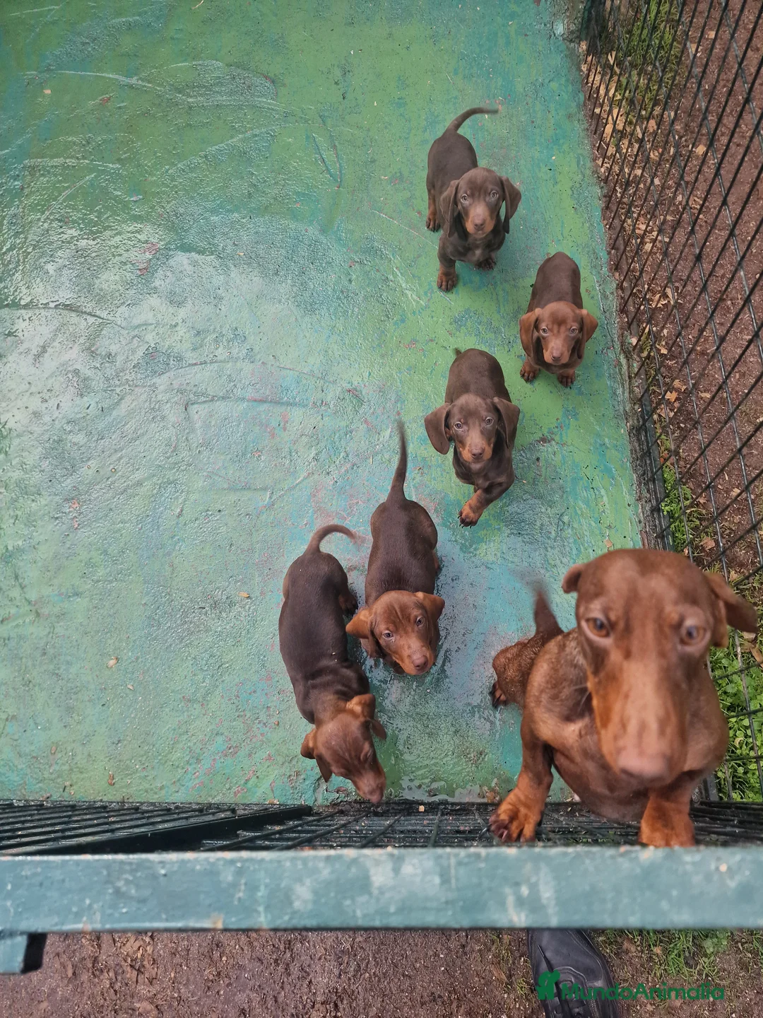 Teckel Miniatura perros en venta: TECKEL - Anuncio 6