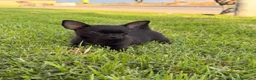 Chihuahua perros en venta: Chihuahuas macho - Anuncio 6