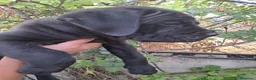 Cane Corso perros en venta: Cane Corso  - Anuncio 1