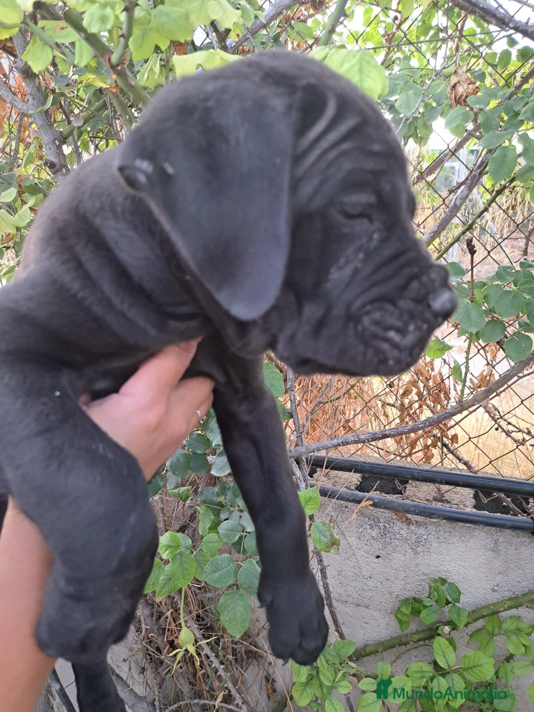 Cane Corso perros en venta: Cane Corso  - Anuncio 1