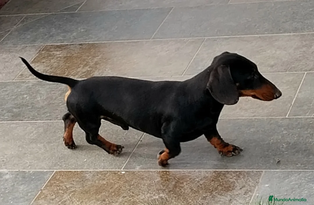 Teckel Miniatura perros en venta: Teckel - Anuncio 2