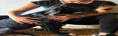 Dogo Alemán 2