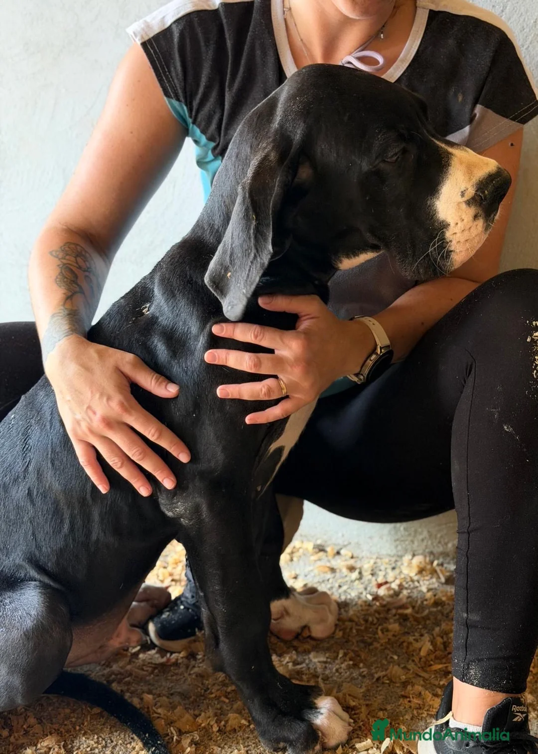 Dogo Alemán perros en venta: Cachorros Garn Danés  - Anuncio 2