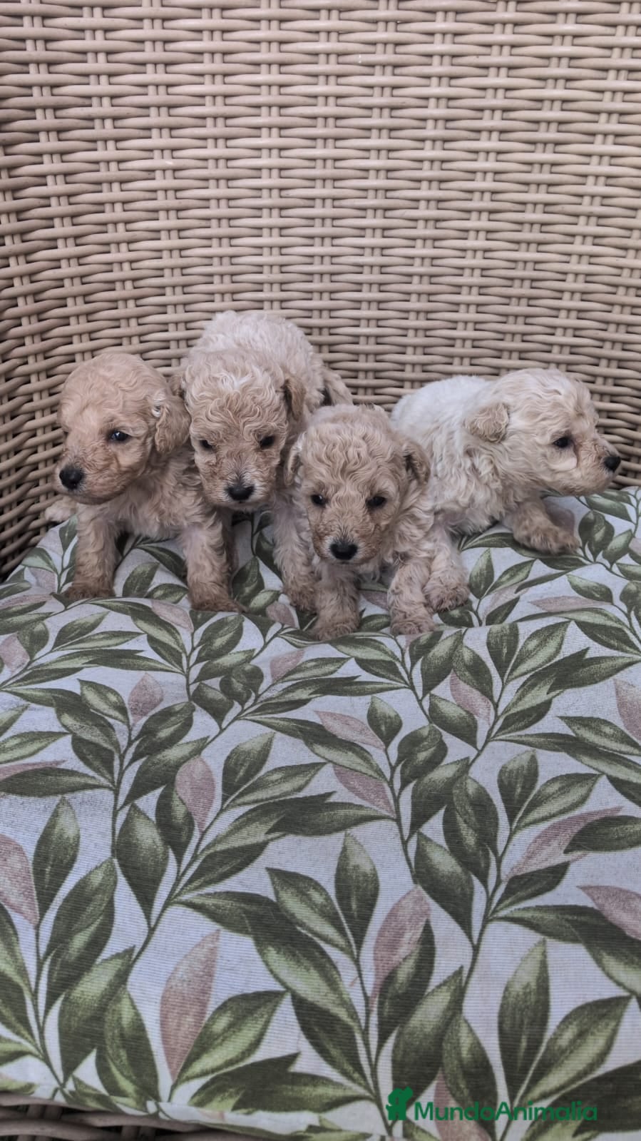 Caniche Enano perros Caniches enanos - Anuncio 28