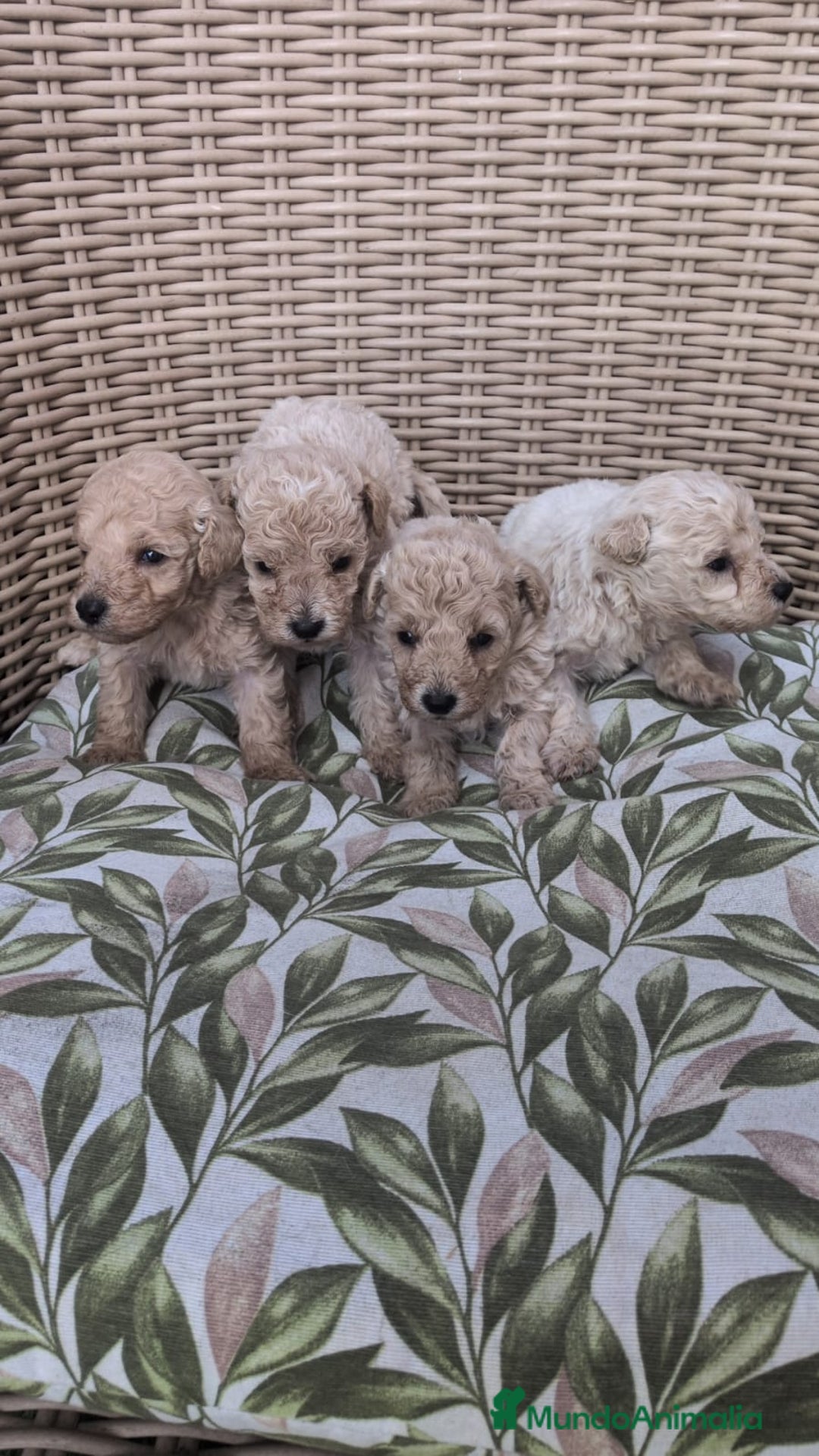 Caniche Enano perros en venta: Caniches enanos - Anuncio 1