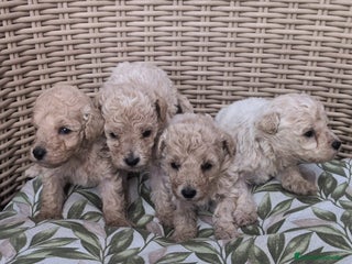 Caniche Enano perros Caniches enanos - Anuncio 1