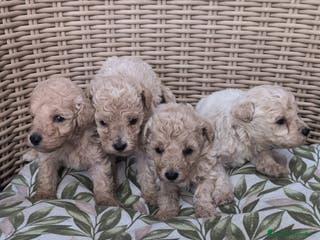 Caniche Enano perros Caniches enanos - Anuncio 4