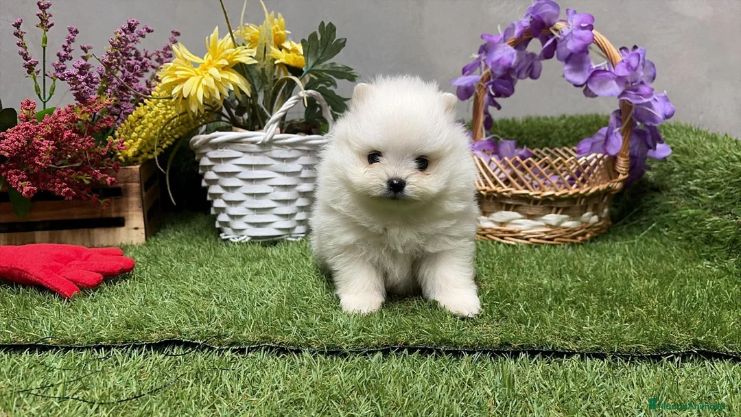 Pomerania perros en venta: Pomerania excelentes lineas  - Anuncio 3