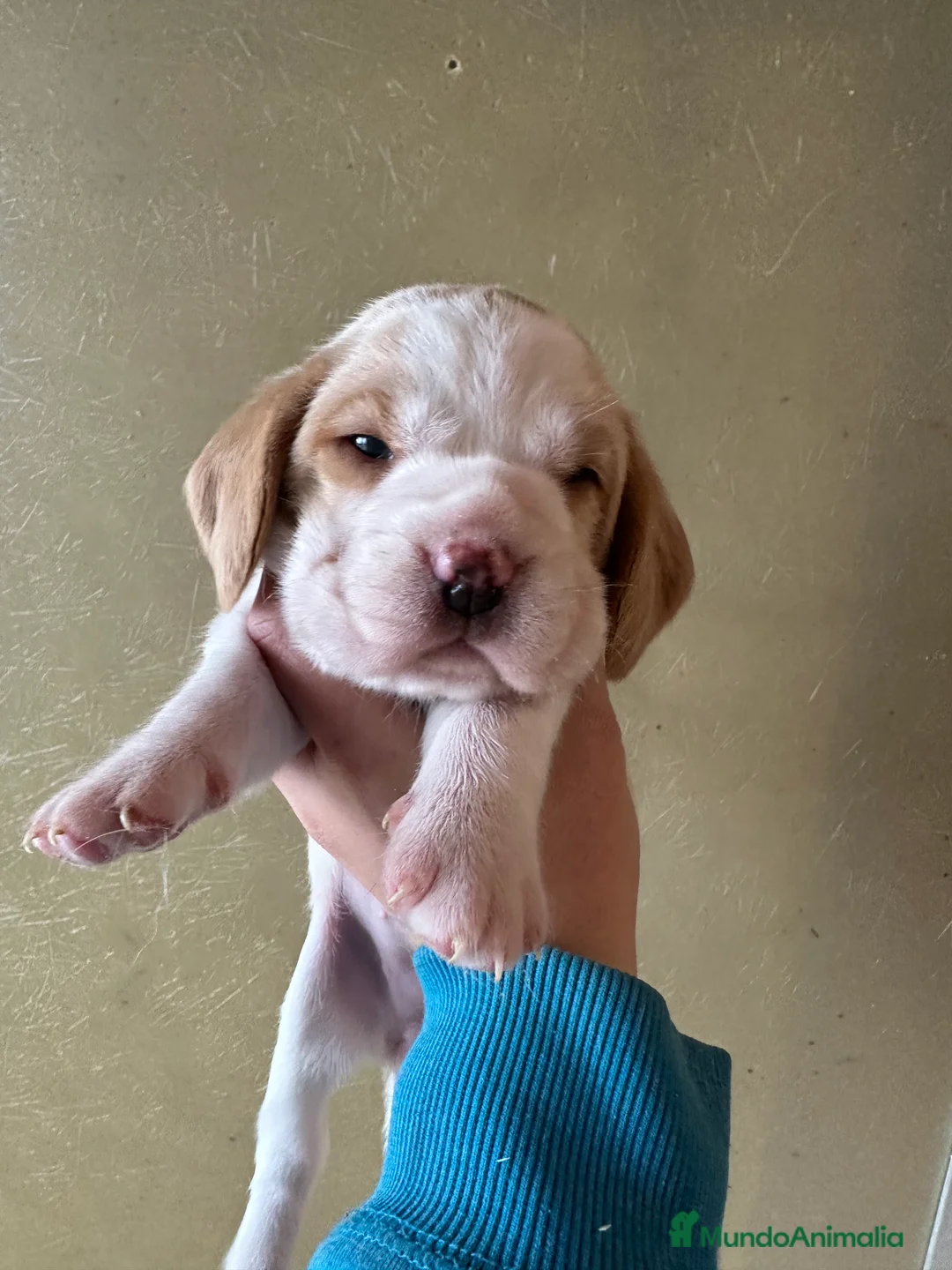Beagle perros en venta: BEAGLE INGLÉS BICOLOR LEMON  en Barcelona - Anuncio 4