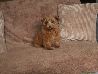 Caniche Toy perros Caniche toy macho rojo - Anuncio 3