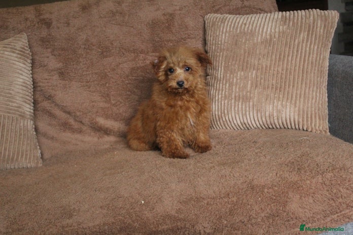 Caniche Toy perros Caniche toy macho rojo - Anuncio 4