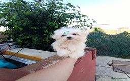Bichón Maltés perros en venta: Cachorrito bichon maltes  - Imagen 3