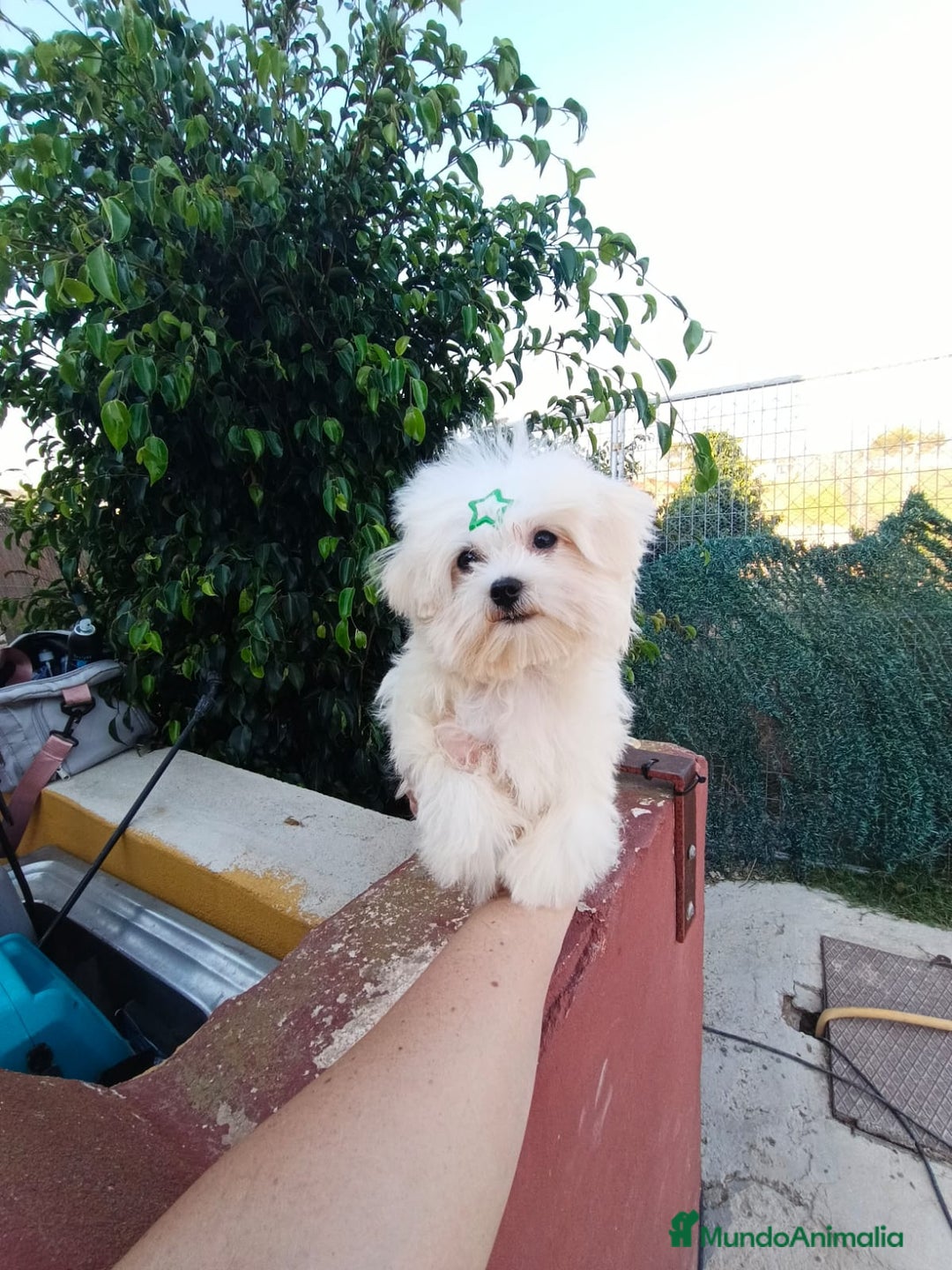 Bichón Maltés perros en venta: Cachorrito bichon maltes  - Imagen 3