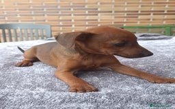 Pinscher Miniatura perros en venta: Pinscher Miniatura  - Imagen 30