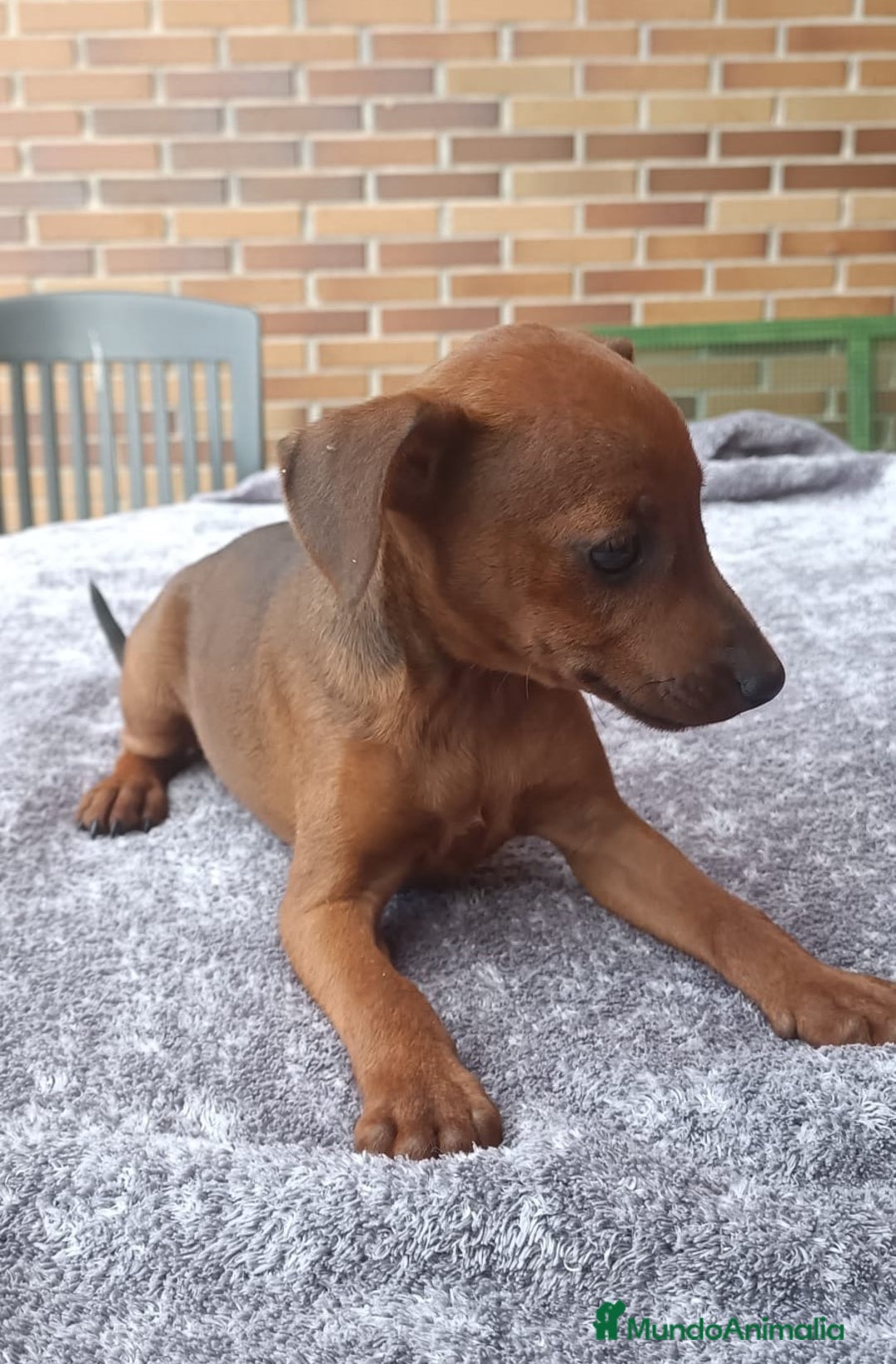 Pinscher Miniatura perros en venta: Pinscher Miniatura  - Imagen 30