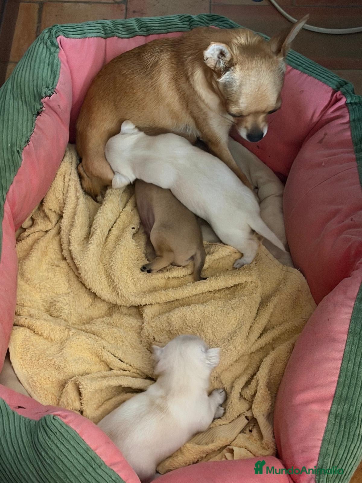 Chihuahua perros en venta: Chihuahua camada - Anuncio 25