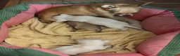 Chihuahua perros en venta: Chihuahua camada - Anuncio 4