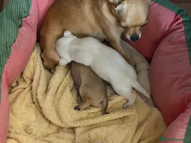 Chihuahua perros en venta: Chihuahua camada - Anuncio 25