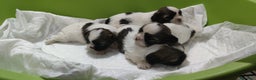 Shih Tzu perros en venta: Shih Tzu de Mumbrafer  - Anuncio 7