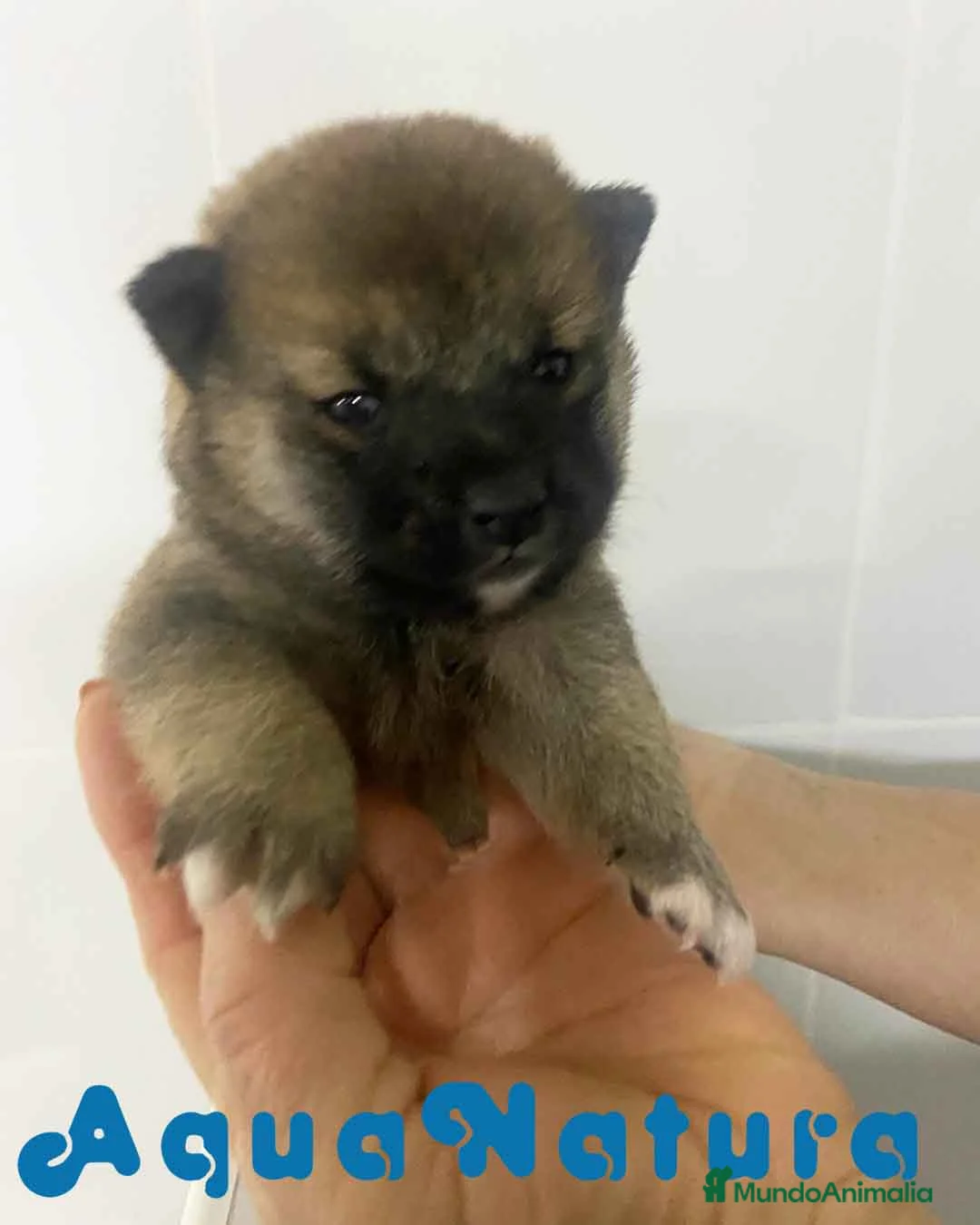 Shiba Inu perros en venta:  Shiba Inu Hembra 2 de Marsi y Simbad AQUANATURA - Anuncio 1