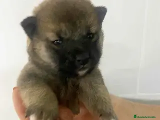 Shiba Inu perros Shiba Inu Hembra 2 de Marsi y Simbad AQUANATURA - Anuncio 5