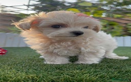 Maltipoo perros en venta: MALTIPOO MACHO - Imagen 4