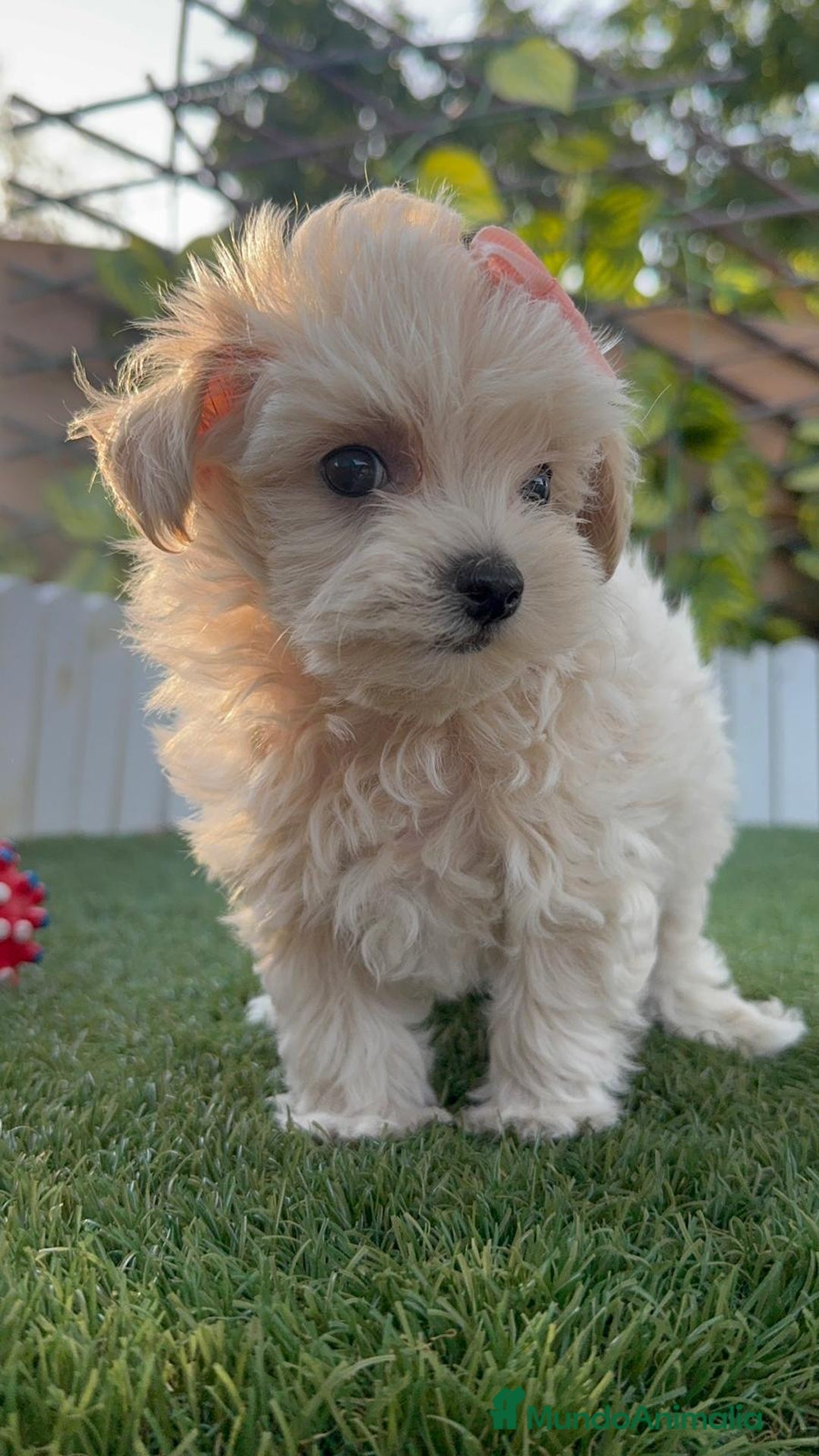 Maltipoo perros en venta: MALTIPOO MACHO - Imagen 4