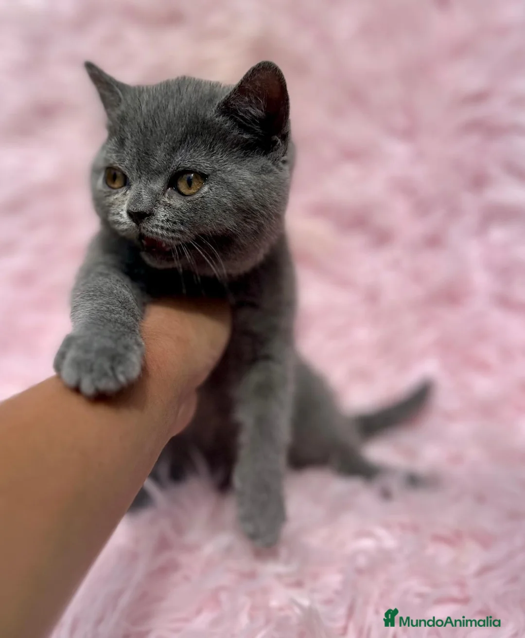 Británico de Pelo Corto gatos en venta: BRITISH SHORT HAIR PRECIOSA - Anuncio 2