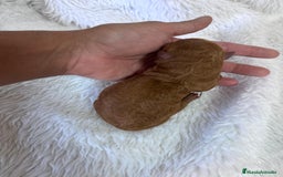 Caniche Toy perros en venta: CANICHE TOY HEMBRA - Imagen 10