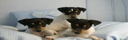 Ratonero Bodeguero Andaluz perros en venta: CACHORRITOS DE BODEGUERO  - Anuncio 1