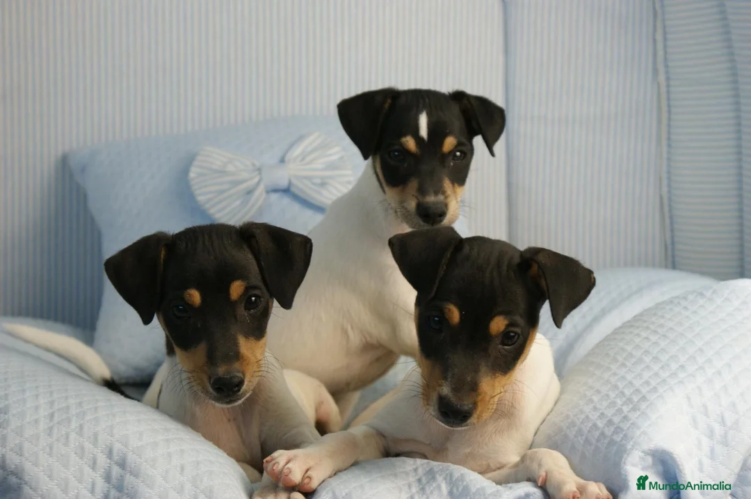 Ratonero Bodeguero Andaluz perros en venta: CACHORRITOS DE BODEGUERO  - Anuncio 1
