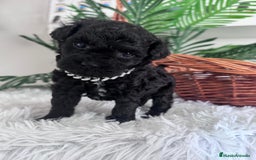 Caniche Toy perros en venta: CANICHE TOY MACHO - Anuncio 8