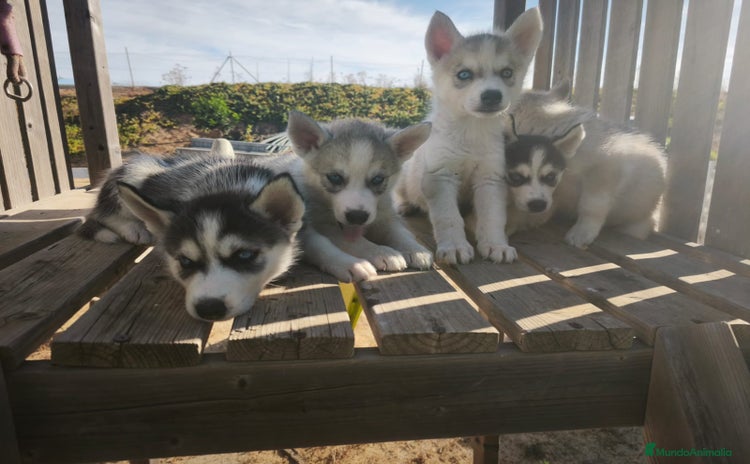 Husky Siberiano perros - Anuncio 1
