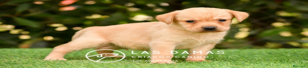 Labrador Retriever Macho color dorado