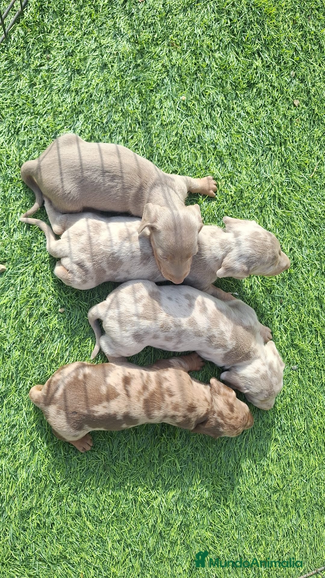 Teckel perros en venta: Teckels arlequin isabello  - Imagen 1