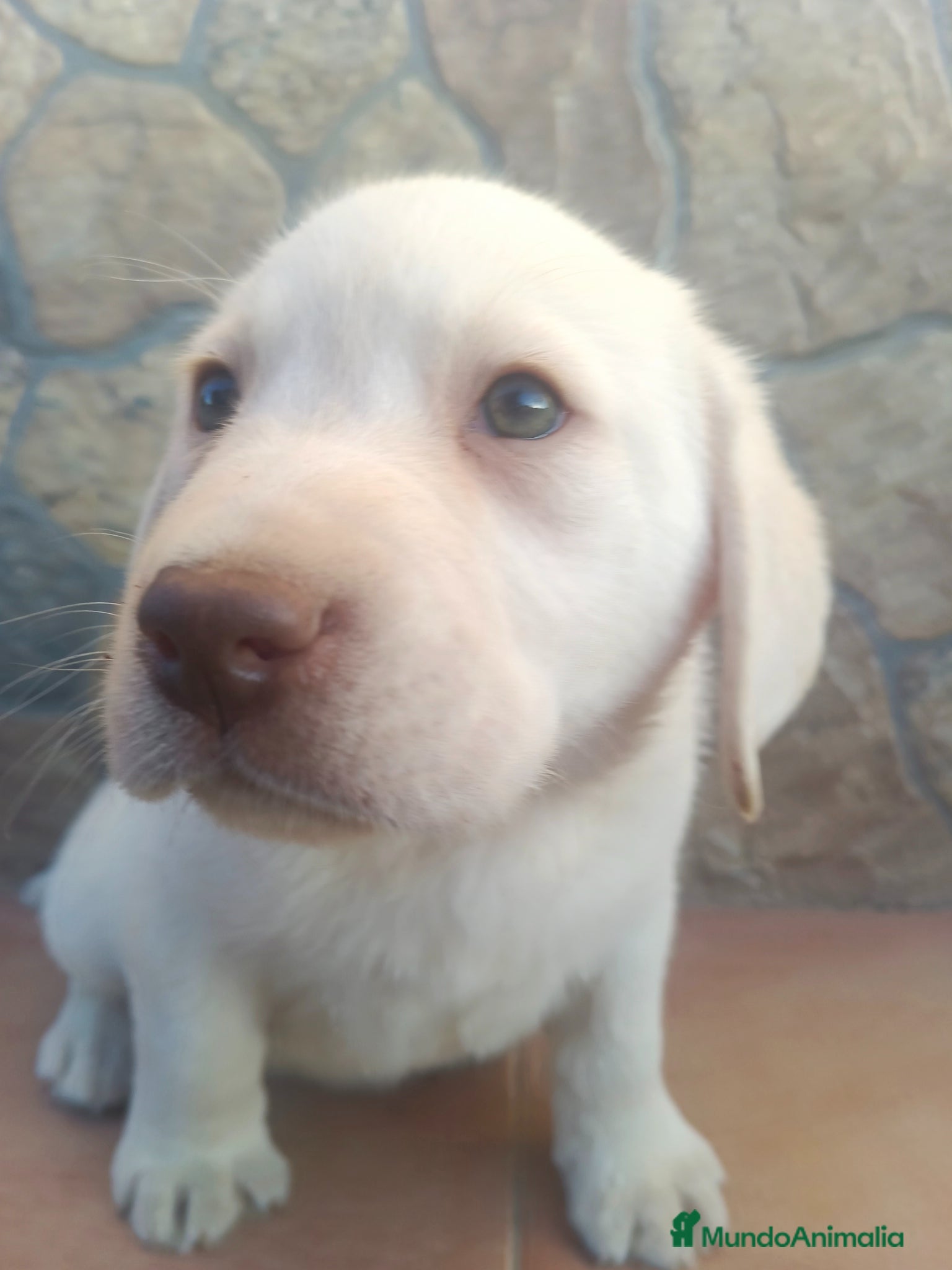 Labrador Retriever perros Labrador retriever dorado  - Anuncio 2