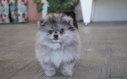 Pomerania perros en venta: 🌌 Prodigy – Pomerania Merlé en miniatura 🐾 - Imagen 1