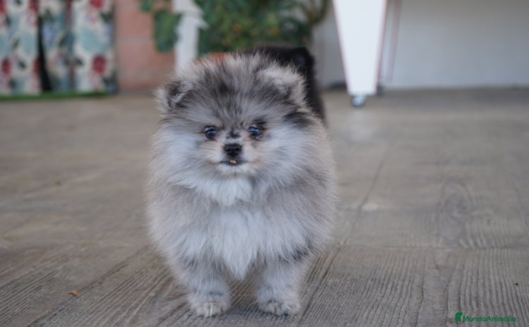 Pomerania perros - Anuncio 4